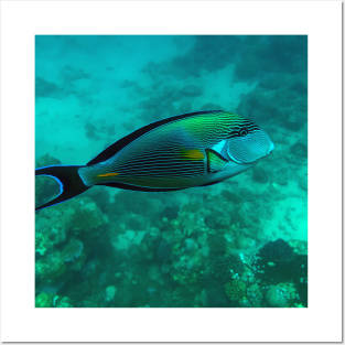 Surgeonfish Posters and Art